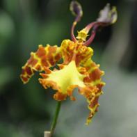 Orchideen Ausstellung in der Orangerie Elfenau 021.jpg